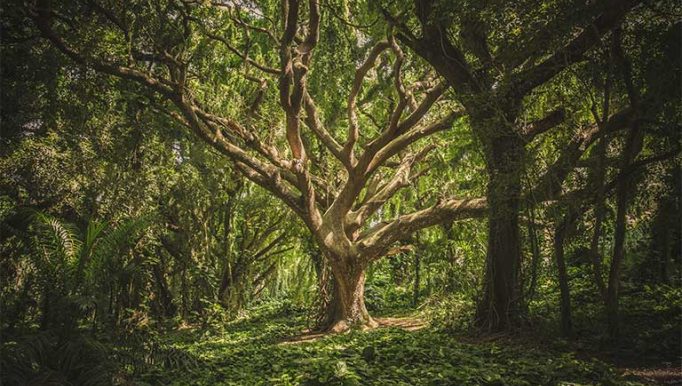 Wide, sprawling tree with twisting branches in a lush green forest