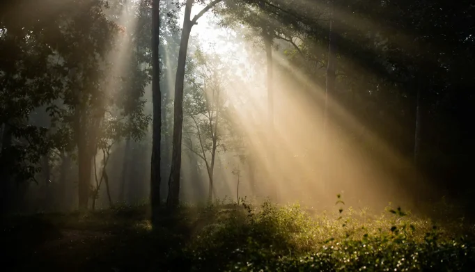 Sunlight streaming through tall forest trees with mist.
